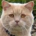 Quark (@fluutekies) Twitter profile photo