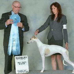 We love, breed, sell and show Whippets!!! We believe that Whippets are the best kept secret of the dog world!