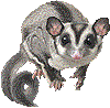 spoiled sugar gliders pets information and facts