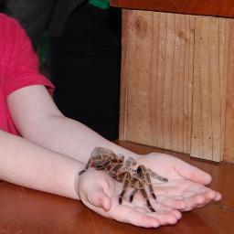 Intrepid spider catcher, White knuckle ride junky, Stuntman, Secret Agent, Chip Eater.
