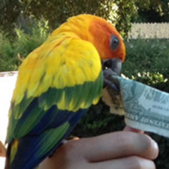 cvchung's profile picture. I'm just this guy, you know.