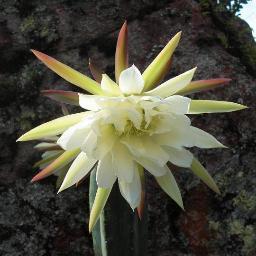 WakayWillka's profile picture. LaMasWakaLaMasWeka..