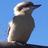 jennimuir's profile image