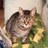 subpress_bill's profile image