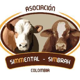 Produzca más leche, más carne y más rentabilidad con Simmental y Simbrah el verdadero doble propósito