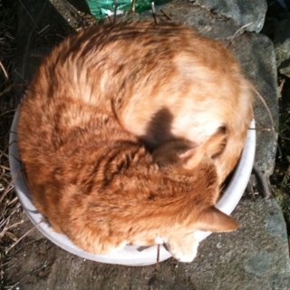 DJDOZY's profile picture. im a cat, im 28 years old, im orange, i know latin and greek, and i like to have fun :)