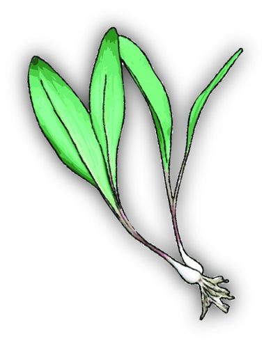 TheWildRamp's profile picture. A non-traditional farmers market located in Huntington, WV. Our goal is to connect local farmers to consumers.
Local foods, local values.