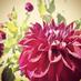 The Oregon Garden (@theoregongarden) Twitter profile photo