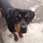 labrawailer's profile image