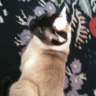 PhoebeCatal's profile picture. I'm Phoebe, I'm a cat, and I like to do nothing :)