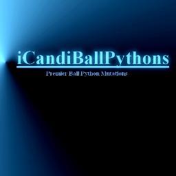 Producing investment quality ball python mutations.