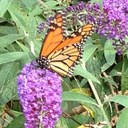 Dana Havens - @DanaHavens - Twitter