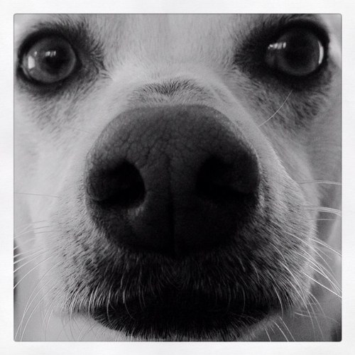 NerosDog's profile picture. I'm half pitbull half chihuahua, pure awesomeness