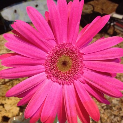 Jeni_Miller's profile picture. 