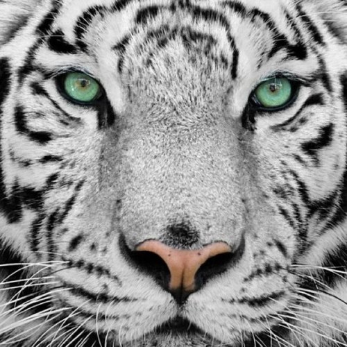 Alicia Ortiz Profile