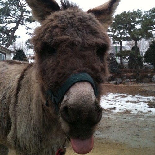 soonerORlate's profile picture. 저음으로 말할것 진지하게 웃을것 햇빛은 가득하게 음악은 고풍으로 그리고 목숨을 걸고 그 평화를 지킬 것