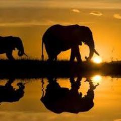 One thought in time. Fueled by adventure, exploration & creation. Speculator, RE & digital RE. Sunset for Elephants. I Follow Back.