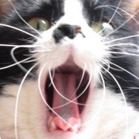 David Allen (@davidbelvederea) 's Twitter Profile