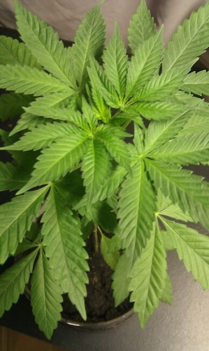 plant the seed of freedom and OVERGROW the government #plantlife ..followback