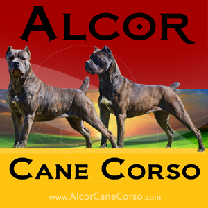 AlcorCaneCorso's profile picture. Alcor Cane Coros, Breeder and Professional Handler Derek Matson, located in Dayton Ohio. http://t.co/HRPumuR2hp