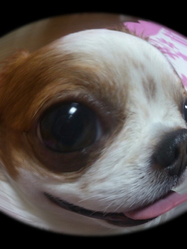 d4chego's profile picture. 本女英文/ｾﾚｸﾄ/ｽｷｰ/野球/ｼﾞｬｲｱﾝﾂ/坂本/韓国/INFINITE/ｴﾙ/ﾄﾞﾝｳ/超新星/2NE1