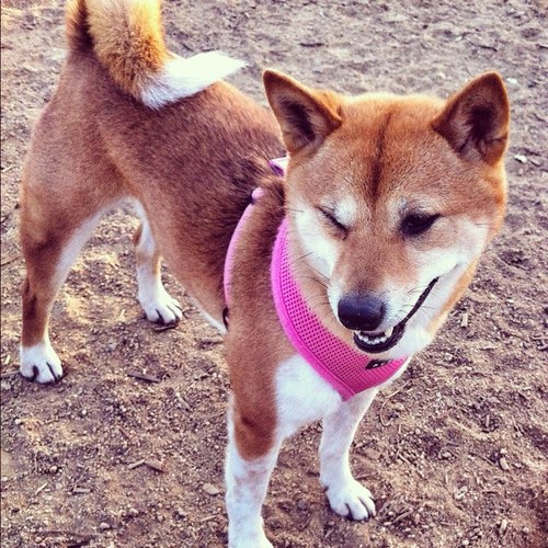 SachiShibaInu Profile Picture