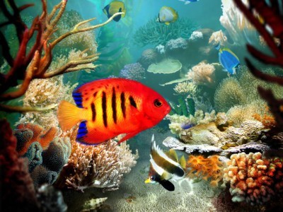 Tropical Fish Care - Information for Freshwater Fish and Saltwater Aquarium and Pet Fish Tanks.