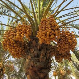 حساب مختص ببيع وشراء التمور والشعبيات  ونشر المعلومات الخاصة بها . 
0543236224
slmeah@hotmail.com