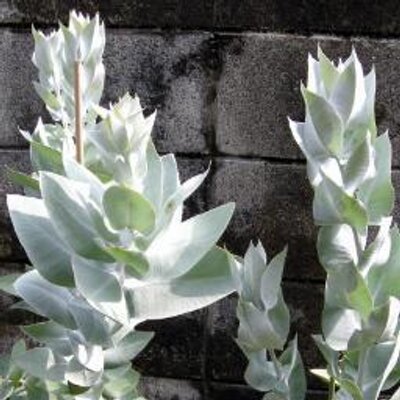 ユーカリの薫るベランダで Corymbia Peltata ペルタータ レモンユーカリに似るが葉はかなり丸い 葉にはたくさんの毛が生えている 寒さには弱いが高温湿潤を好み小型で育てやすく 成長に伴う葉の変化もほとんどない 柑橘系の甘い香りが微かに香る ユーカリの薫るベランダで Corymbia Peltata ペルタータ レモンユーカリに似るが葉はかなり丸い 葉にはたくさんの毛が生えている 寒さには弱いが高温湿潤を好み小型で育てやすく 成長に伴う葉の変化もほとんどない 柑橘系の甘い香りが微かに香る