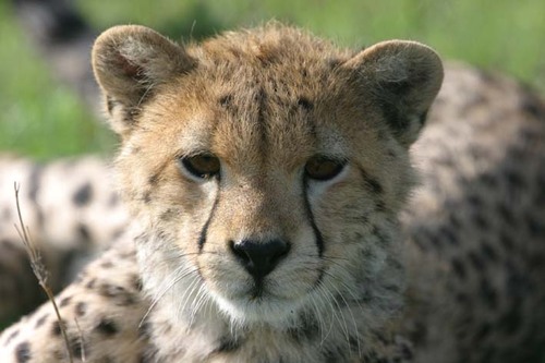 News and information on cheetah and African wild dogs from the Africa Range Wide Cheetah Conservation Initiative (CCI)