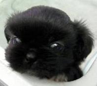 fx_kawase_info's profile picture. こんにちは。ＦＸ犬のくろです。仕事の傍ら、兼業トレーダーとして修業中でございます。。この度ＦＸに関する情報のつぶきやきを開始いたしました。不定期でゆるくつぶやいていきますので、どうぞ暖かくお見守り下さい。＾＾；