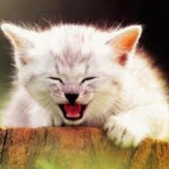 ภาพ/clip ฮาๆ น่ารัก จ๊าาาา