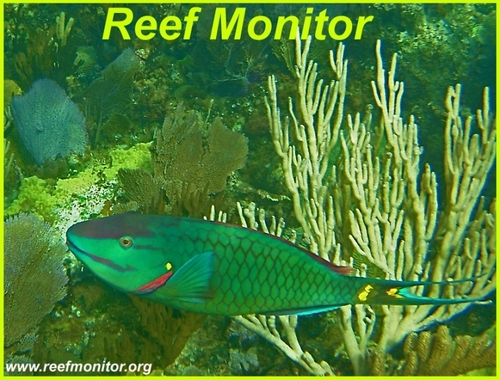reefmonitor's profile picture. Caribbean Coral Reef Research & Education Organization - monitor & study reef ecosystems of the Caribbean.