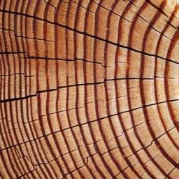 tree_gold's profile picture. 