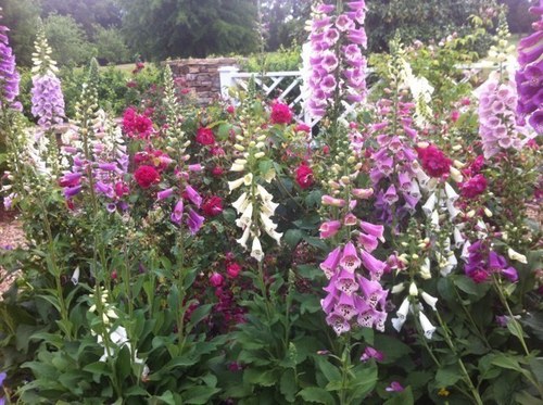 DFSwinson's profile picture. 