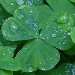 WelcomeToIre's profile picture. We Love and Support Ireland, we Supported by: Black Tiger Media  @BlackTigerMedia 
Follow us on facebook http://t.co/7mlL6sV6oe