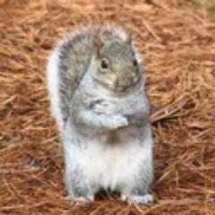 Uppity, didactic squirrel.  I speak & you listen.  What more do you need to know?