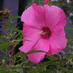 L6269 (@l6269) Twitter profile photo