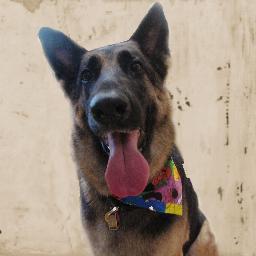 I am a German shepherd loving software engineer. Born and raised in the South, but now living in the Southwest.