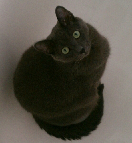 Curiosity Will Not Kill This Kat! Creatively Driven • Eclectic By Nature • Designer • Promoter • Future Cause Creator • Watch Out World, Kitty Is On The Prowl!