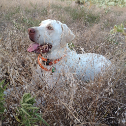 Conservative, love Family and the outdoors, training Labradors is my passion.