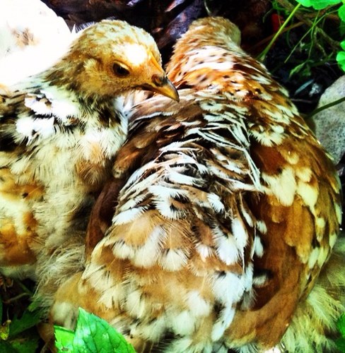 hurdycurdy's profile picture. chickin lovin, veg growin, west country girl now living in the south east