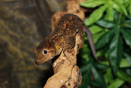 Breeder of high-end ciliatus and chahoua.