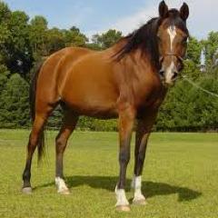 HorseReviews's profile picture. Reviews from a horse
