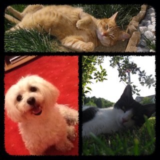 VerticDeja's profile picture. Mama, žena, učiteljica, obožujem živali, sem lastnica dveh mačk in psa.