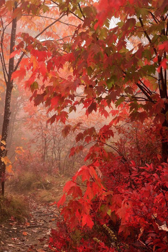 soltannorah's profile picture. 