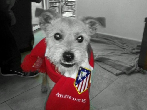 DanielReques's profile picture. Cholismo a tope. Dale! 🏧 💪🔴⚪