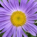 Barbara Piatt - @bpiatt318 - Twitter