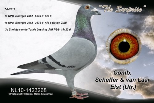 TomScheffer's profile picture. 