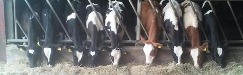 Melkveebedrijf/dairyfarm NL
Crossbreeding